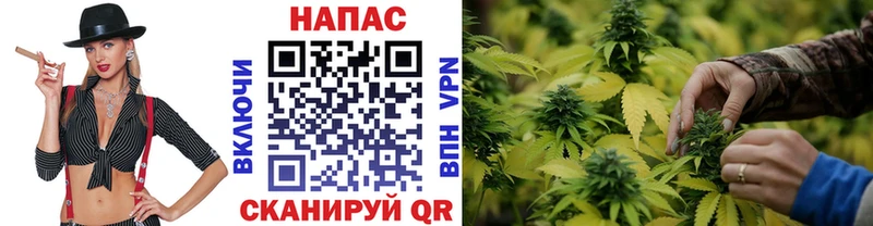 Каннабис ГИДРОПОН  Сокол 